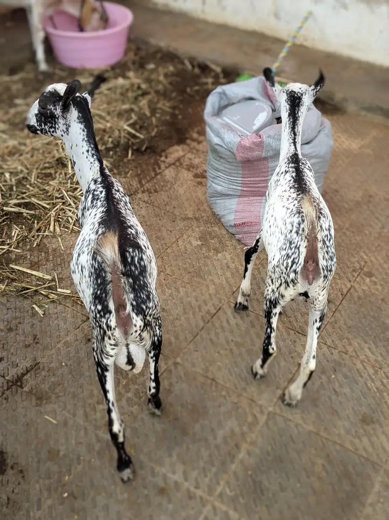 barbari female and 2 kid male female age 4 month — photo 11