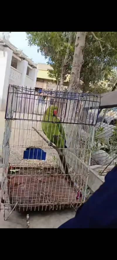 female parrot