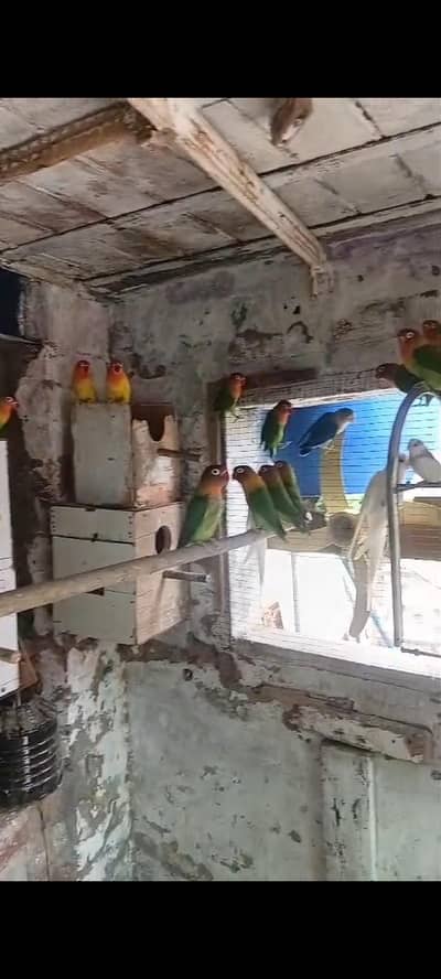 Fisher Colony Sale