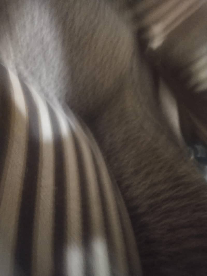 sofa set 5