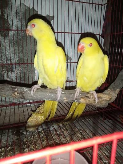 yellow chicks