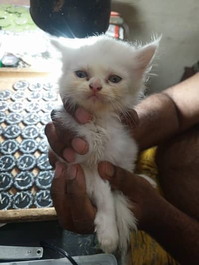 Persian cat