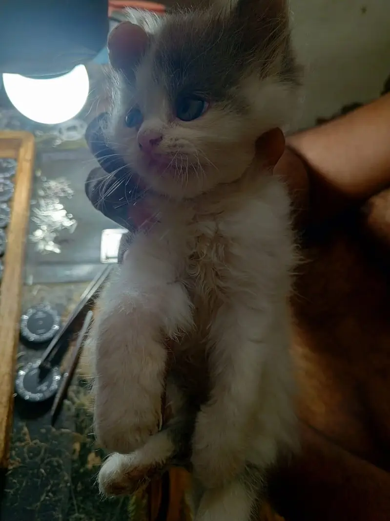 Persian cat — photo 2