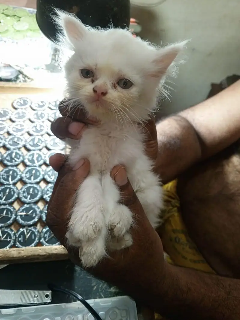 Persian cat — photo 3