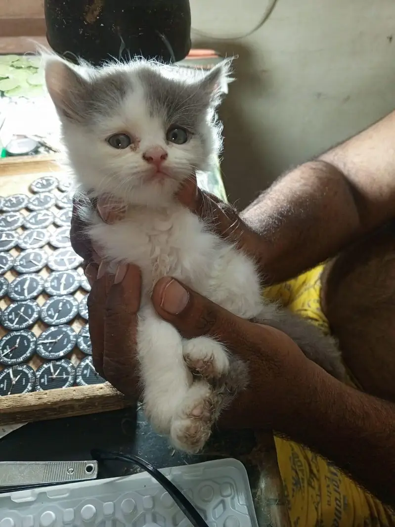 Persian cat — photo 4