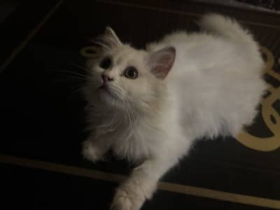 Male persian cat for sale