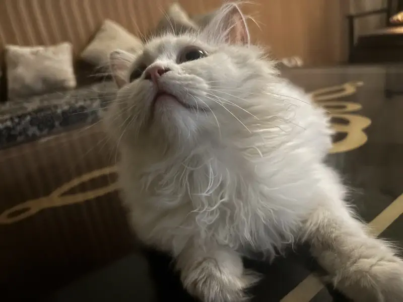 Male persian cat for sale — photo 2