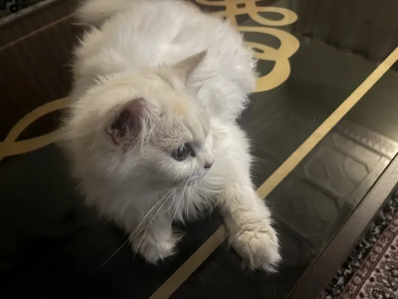 Male persian cat for sale — photo 3