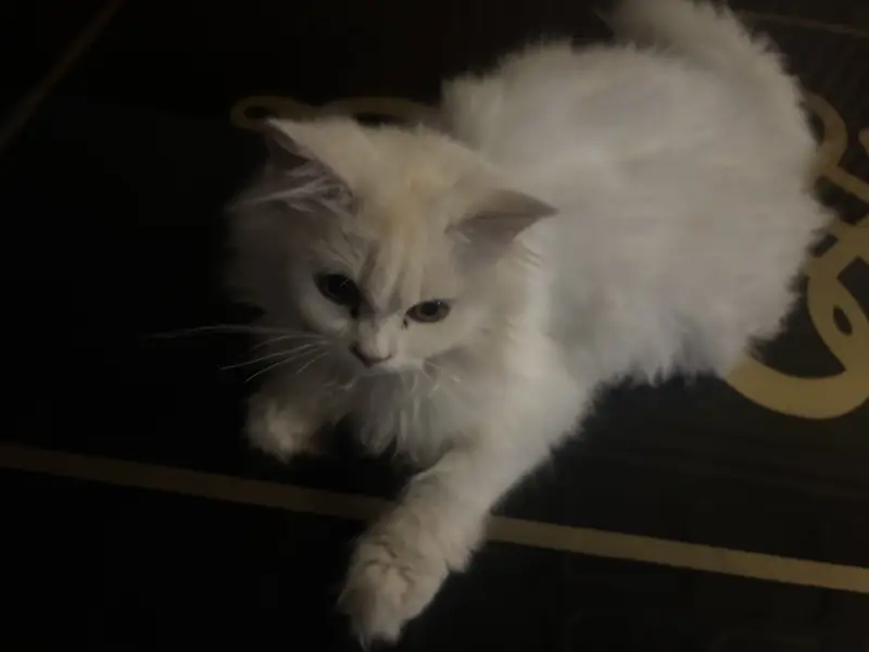 Male persian cat for sale — photo 4