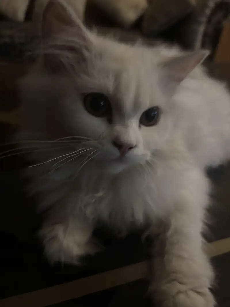 Male persian cat for sale — photo 5