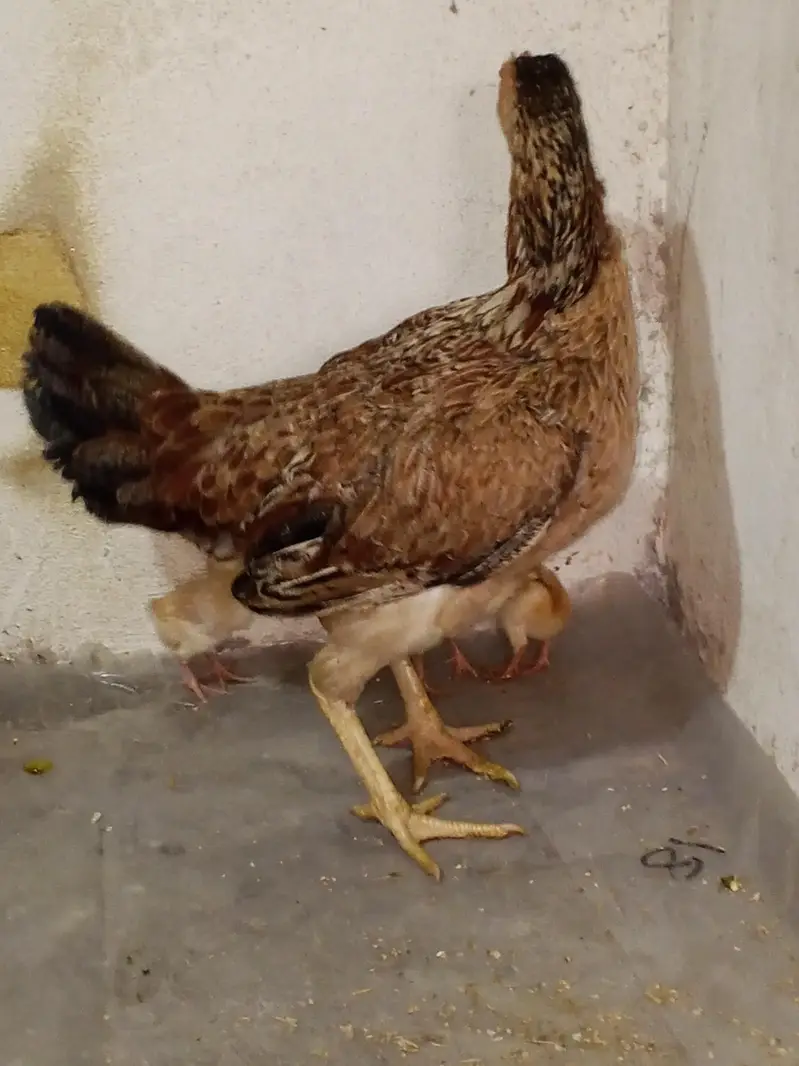aseel murgi with chicks — photo 3