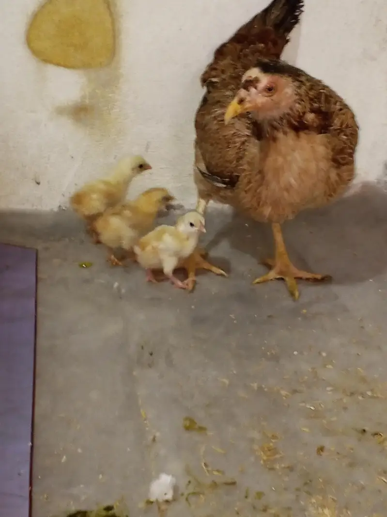 aseel murgi with chicks — photo 4
