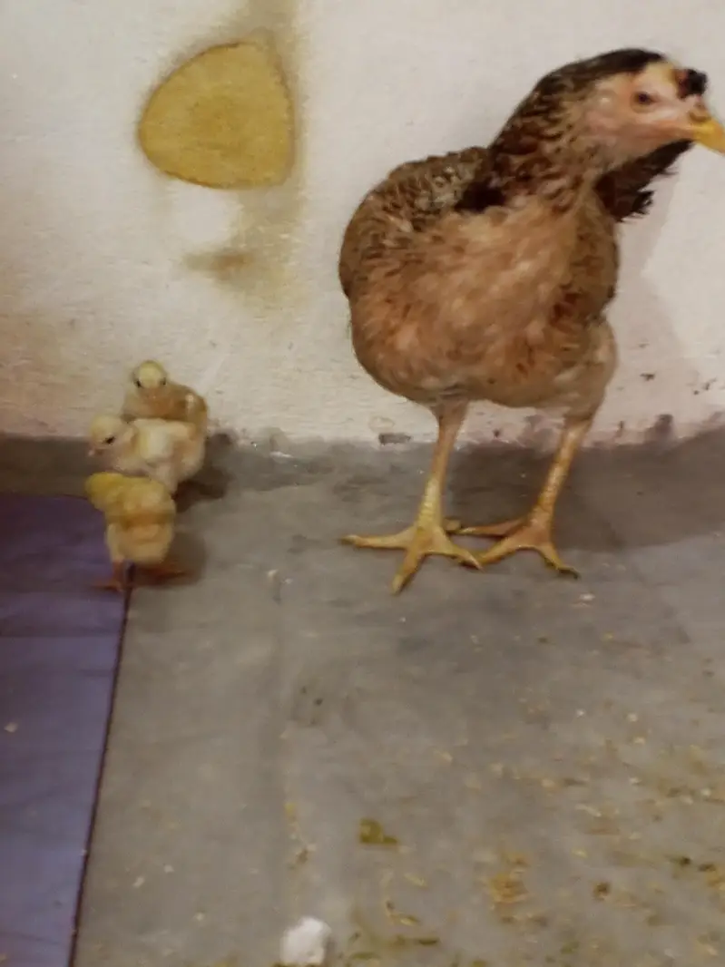 aseel murgi with chicks — photo 5