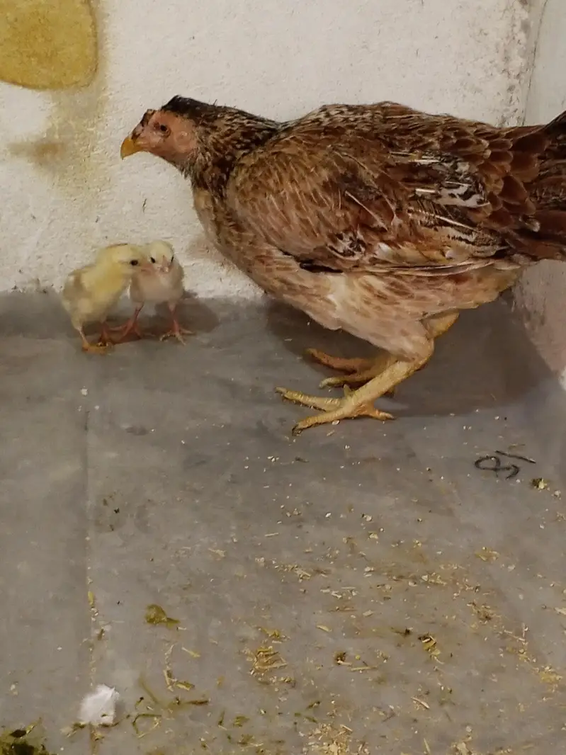 aseel murgi with chicks — photo 6
