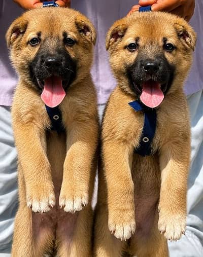 afgani koche pair 2 mahnt for sale active and healthy