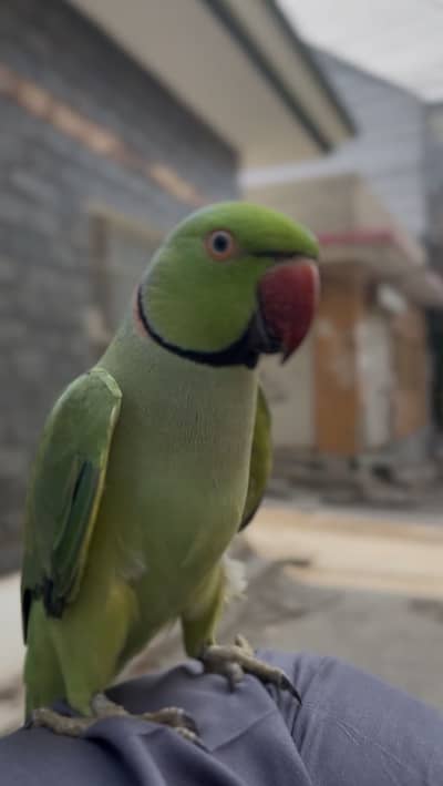 ringneck full hand tam