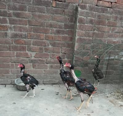Hens for sale