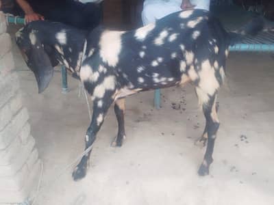2 Daant Pyara Sa Bakra