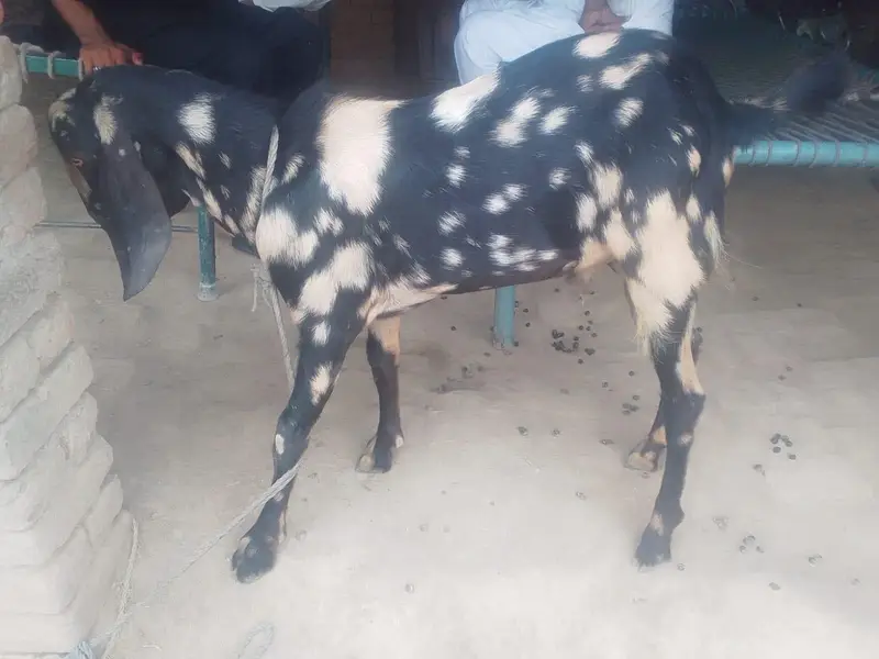 2 Daant Pyara Sa Bakra