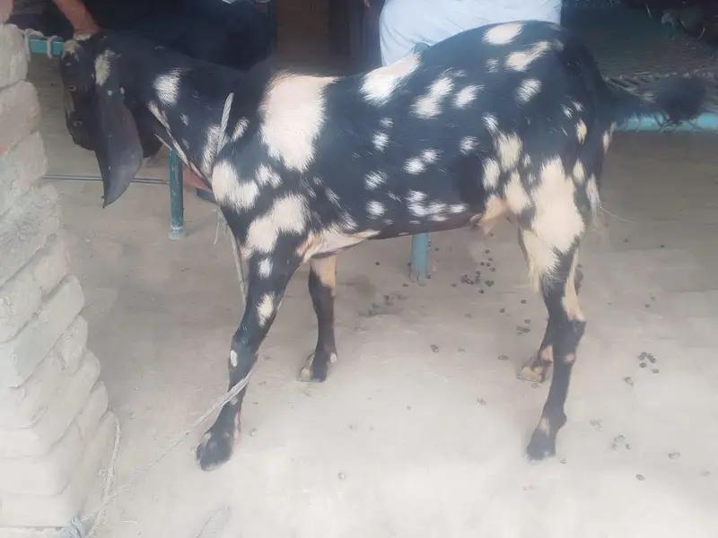 2 Daant Pyara Sa Bakra — photo 2