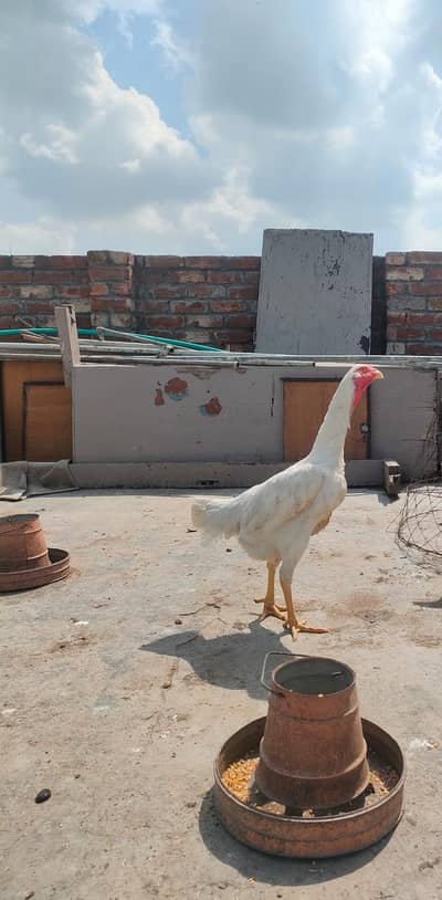 white o shamo