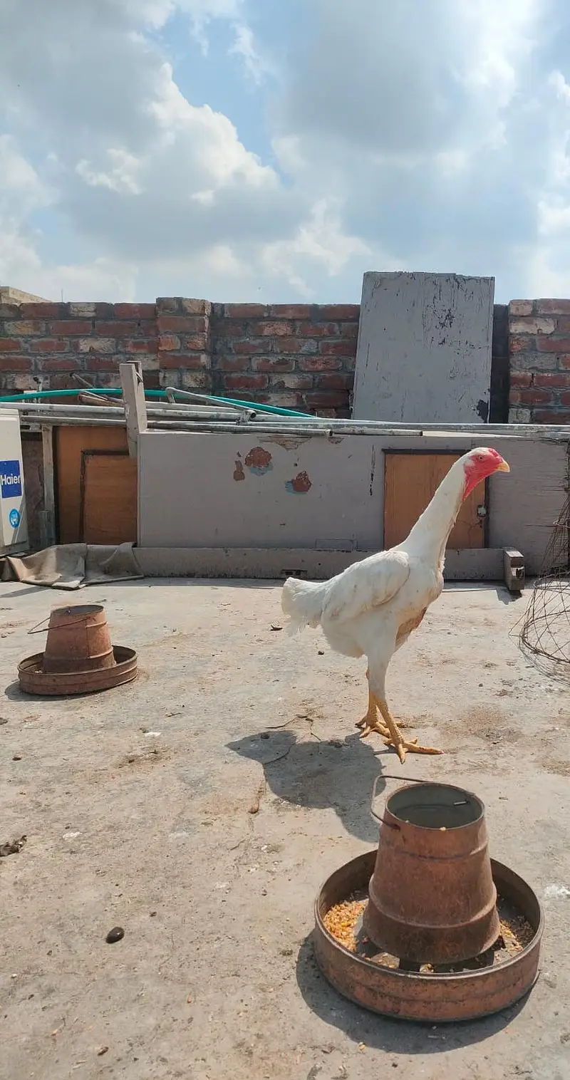 white o shamo — photo 2