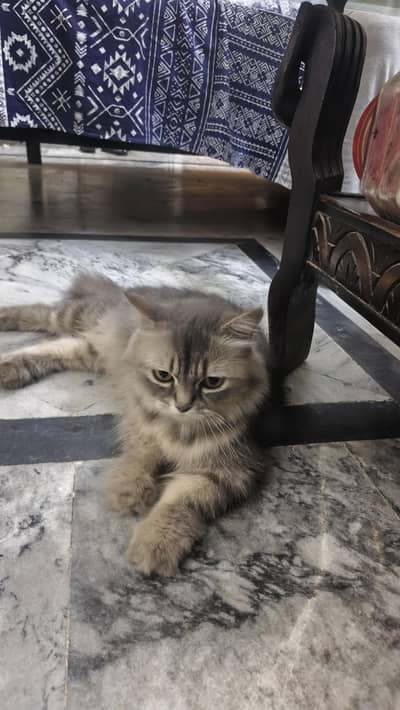 persion double cot healthy cat