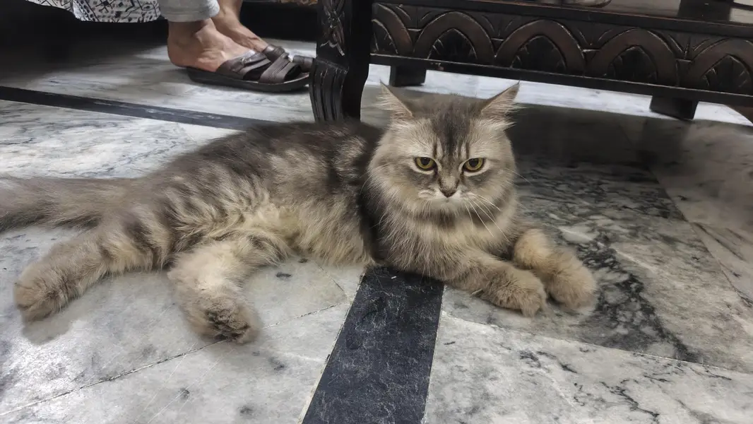 persion double cot healthy cat — photo 3