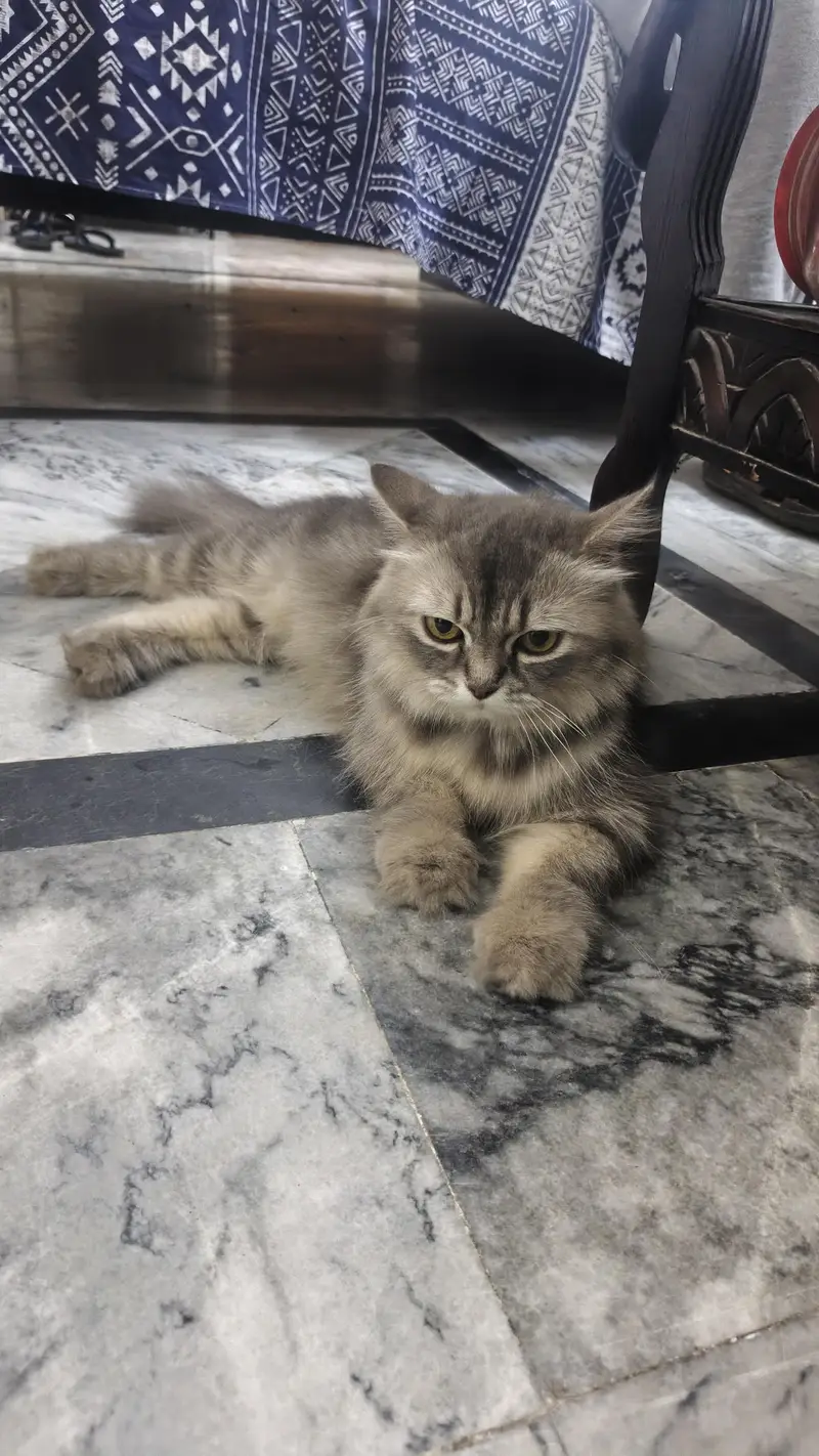 persion double cot healthy cat — photo 4