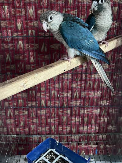 Tourquise conure