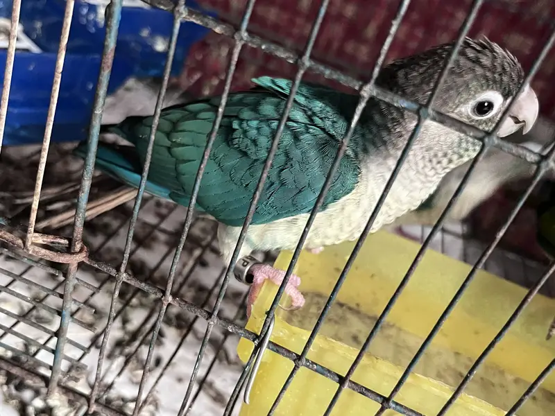 Tourquise conure — photo 2
