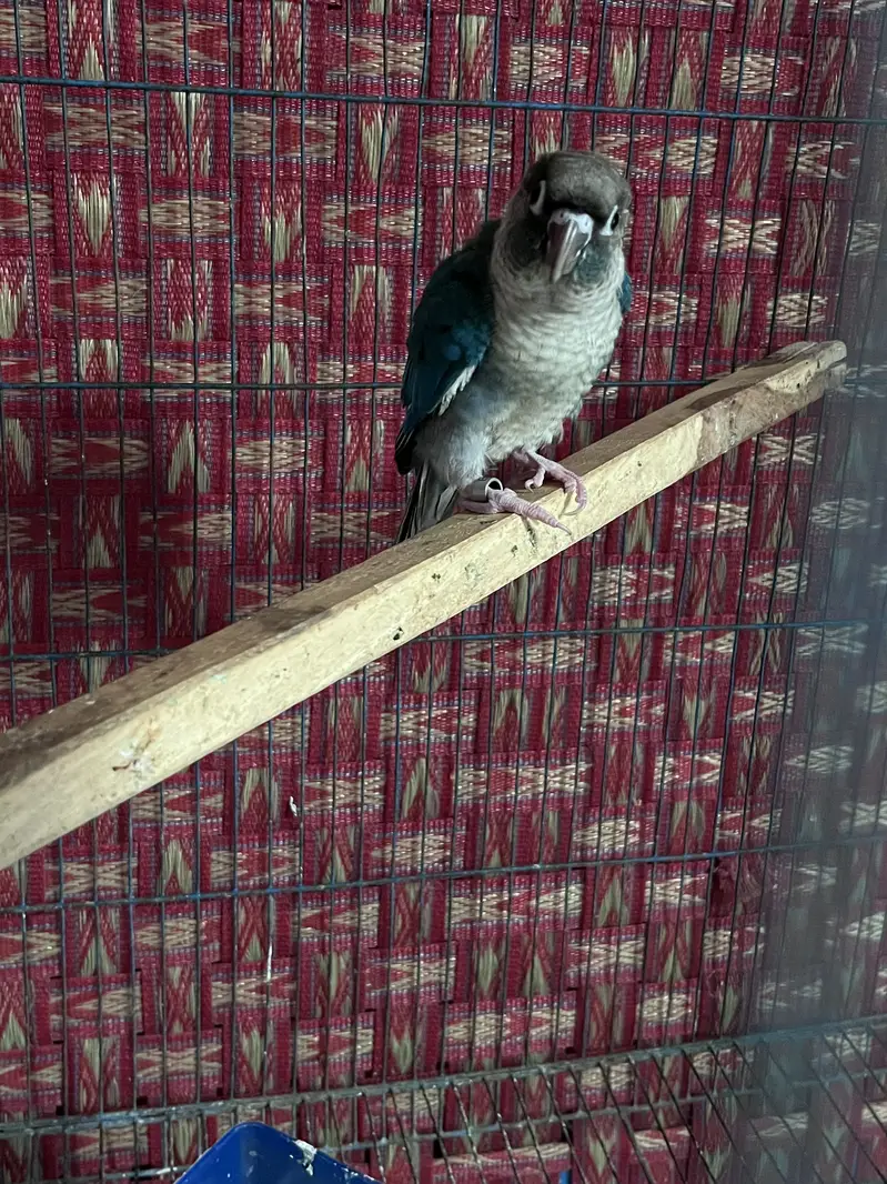 Tourquise conure — photo 3