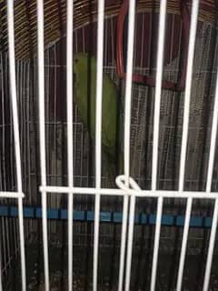 Green parrot with cage