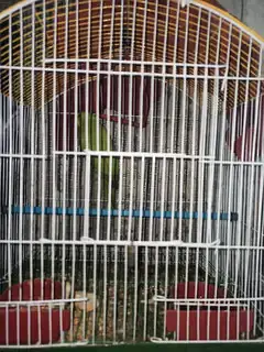 Green parrot with cage — photo 2
