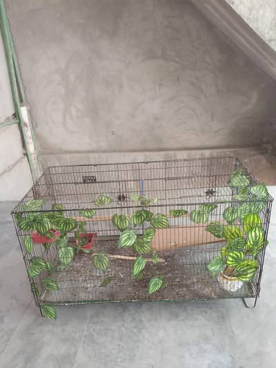 Large and small Bird Cage
