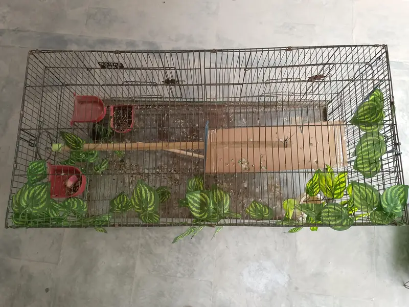 Large and small Bird Cage — photo 4