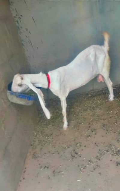 Bakri aur bacha