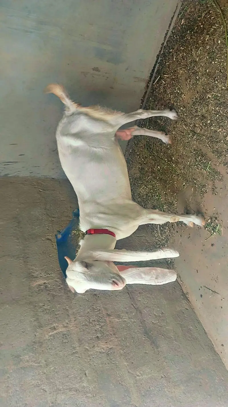 Bakri aur bacha — photo 2