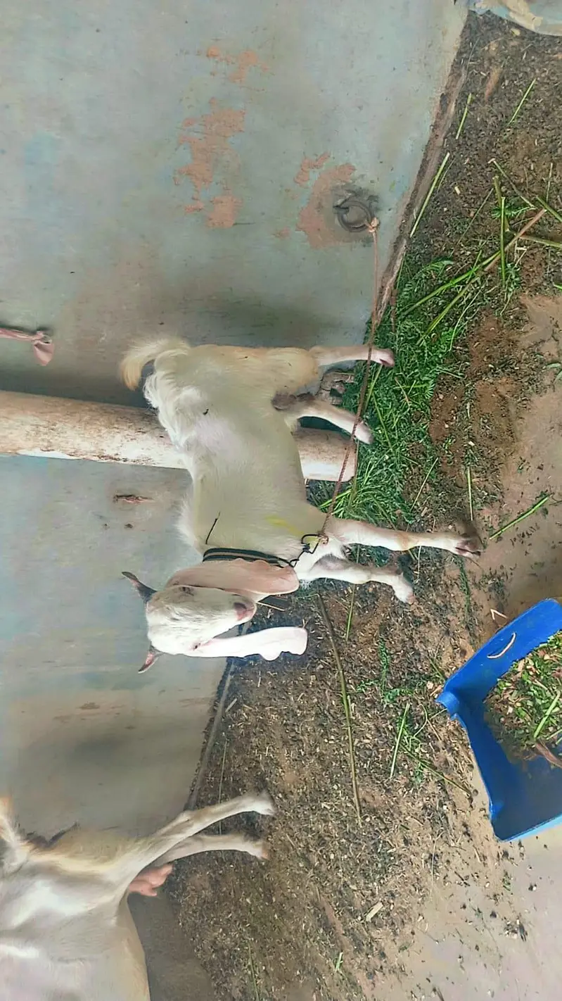 Bakri aur bacha — photo 3