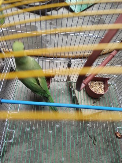 Green parrot with cage