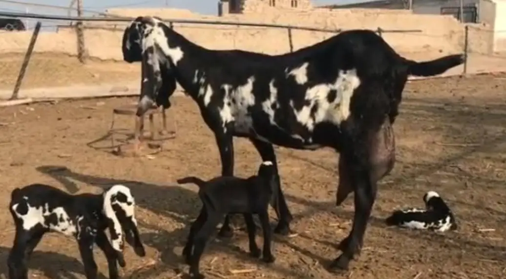 3 Bacchon Ka Sath Desi Bakri For Sale/03364988962