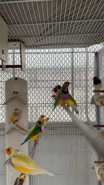 Lady gouldian