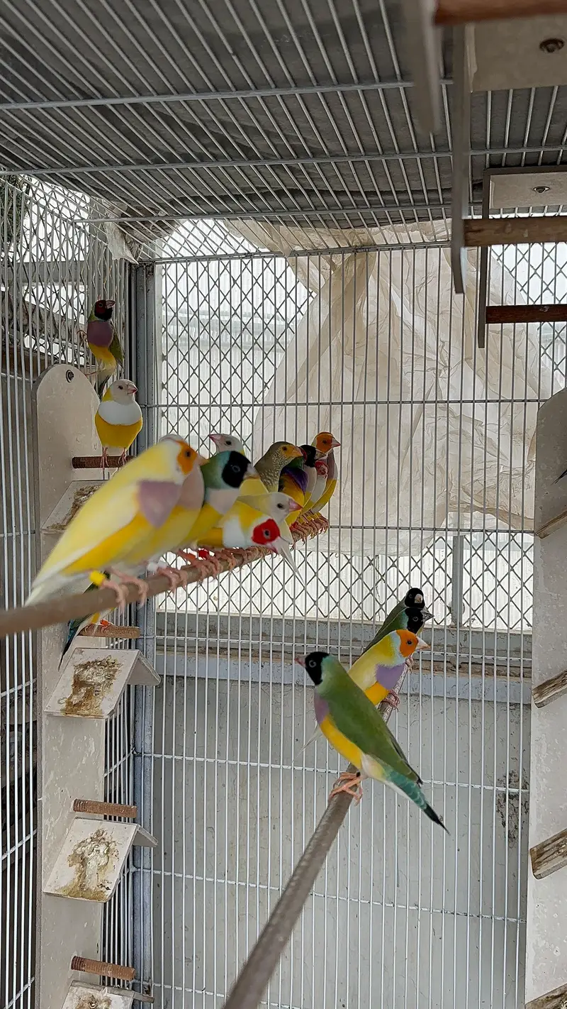 Lady gouldian — photo 2