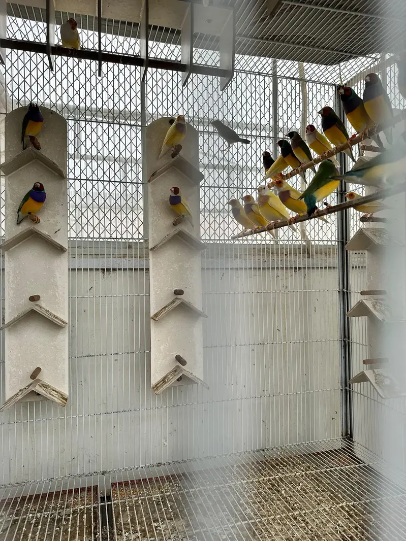 Lady gouldian — photo 3