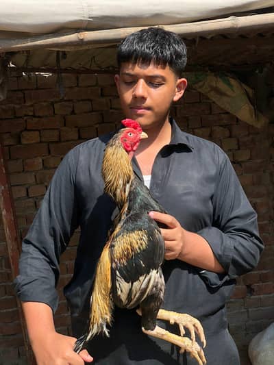 High  quality  murga for sale
