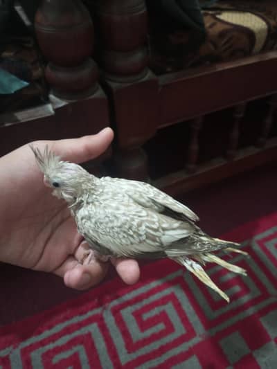 cocktail baby