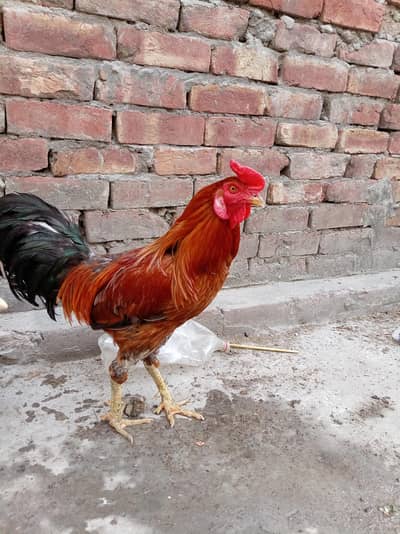 breedar rostar