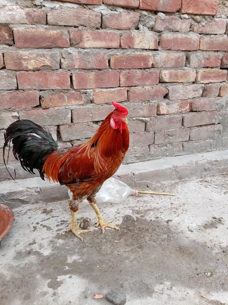 breedar rostar — photo 3