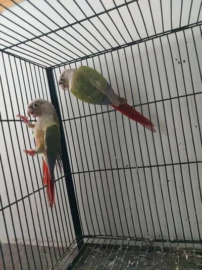 Pinapple conure breeder pair
