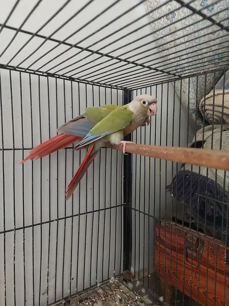Pinapple conure breeder pair — photo 2